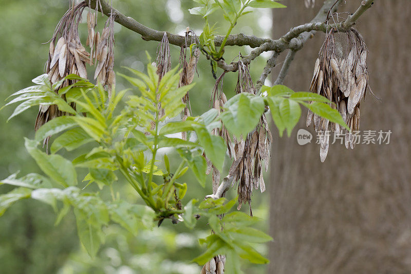 白蜡树(Fraxinus excelsior)与坚果(翅果)
